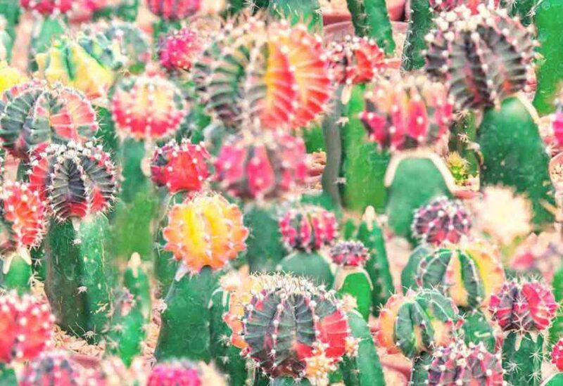 Kaktusser på bomuldsjersey